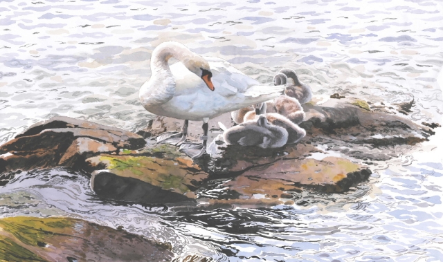 Reproducerad akvarell/giclée - Knölsvan med ungar